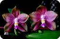 P. Penang Violacea x Mituo Blue Smurfs 6